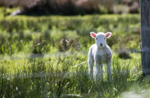 2025년 삼재띠 삼재