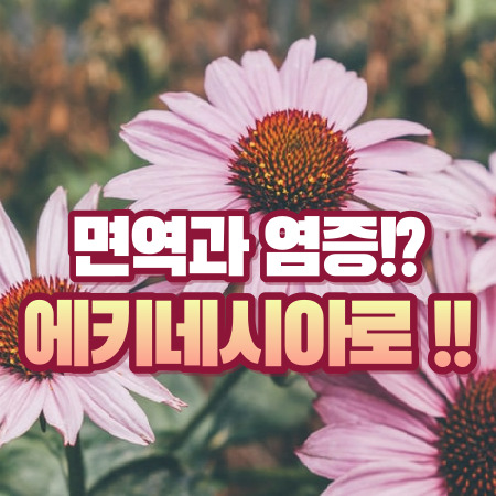 에키네시아 효능들