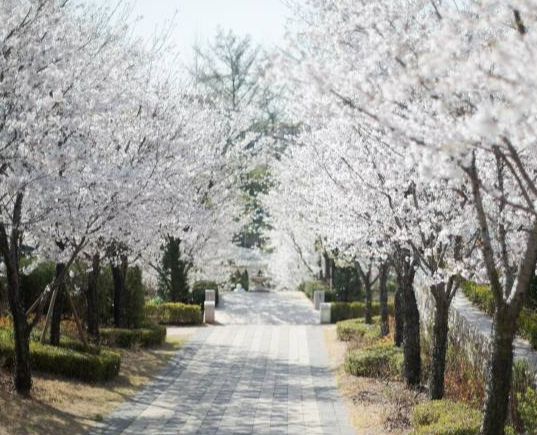 퍼스트-가든-봄꽃-축제-벚꽃