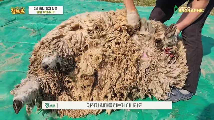 양털깎기