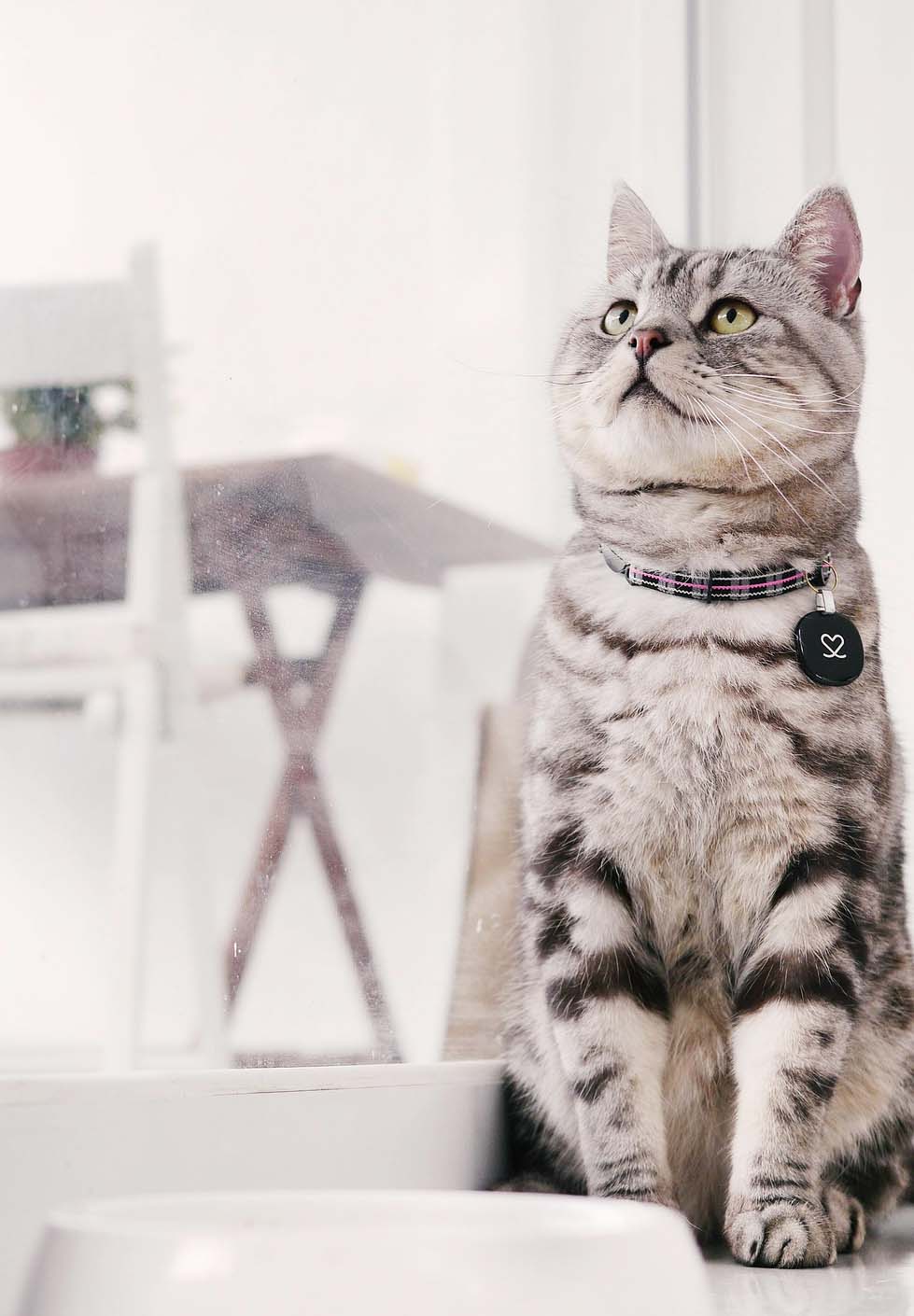 아메리칸 숏헤어