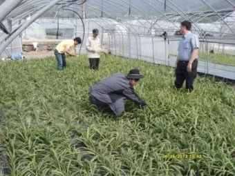 삼채 재배 모종 활착 통풍 확보 잎 수확 반복_11