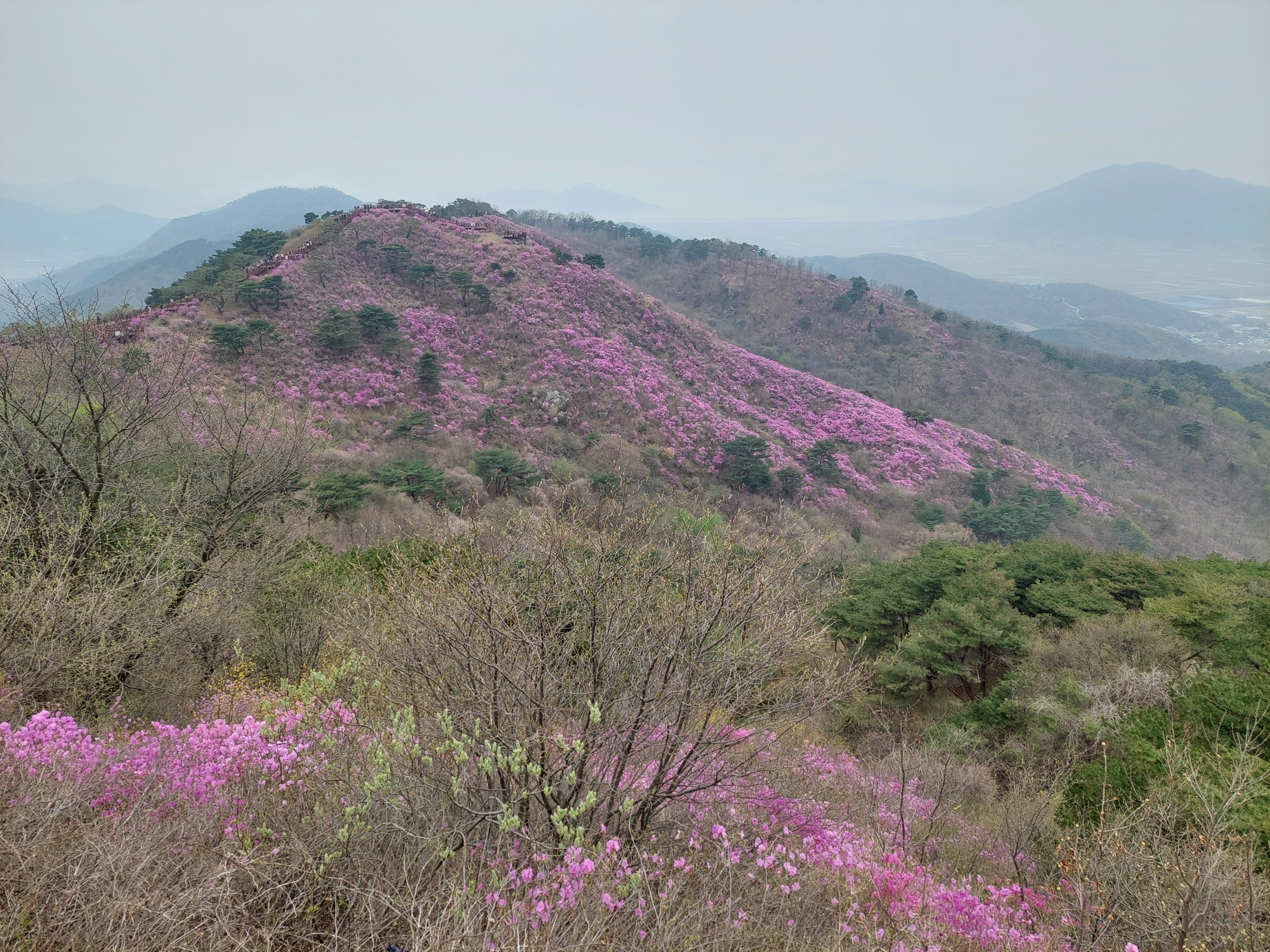 고려산 진달래