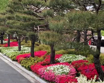 베어트리파크 철쭉축제 봄과 철쭉_18