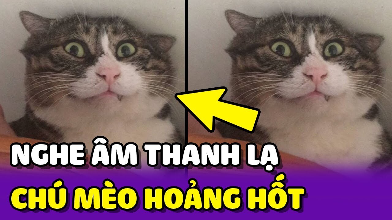 &quot;호앙 홋&quot;한 고양이 캡처
