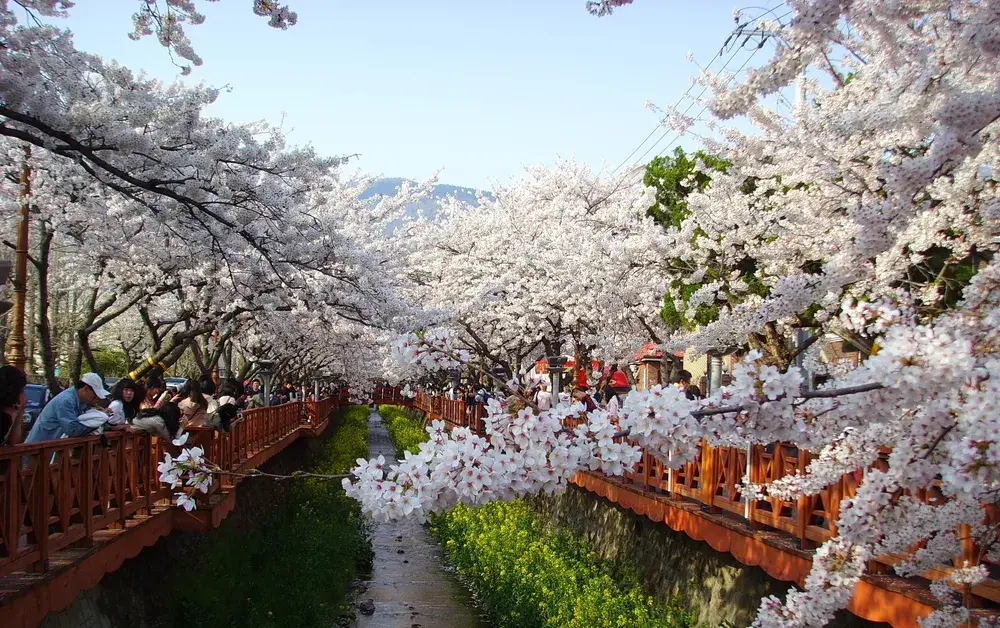 3월 꽃축제 봄꽃축제 추천