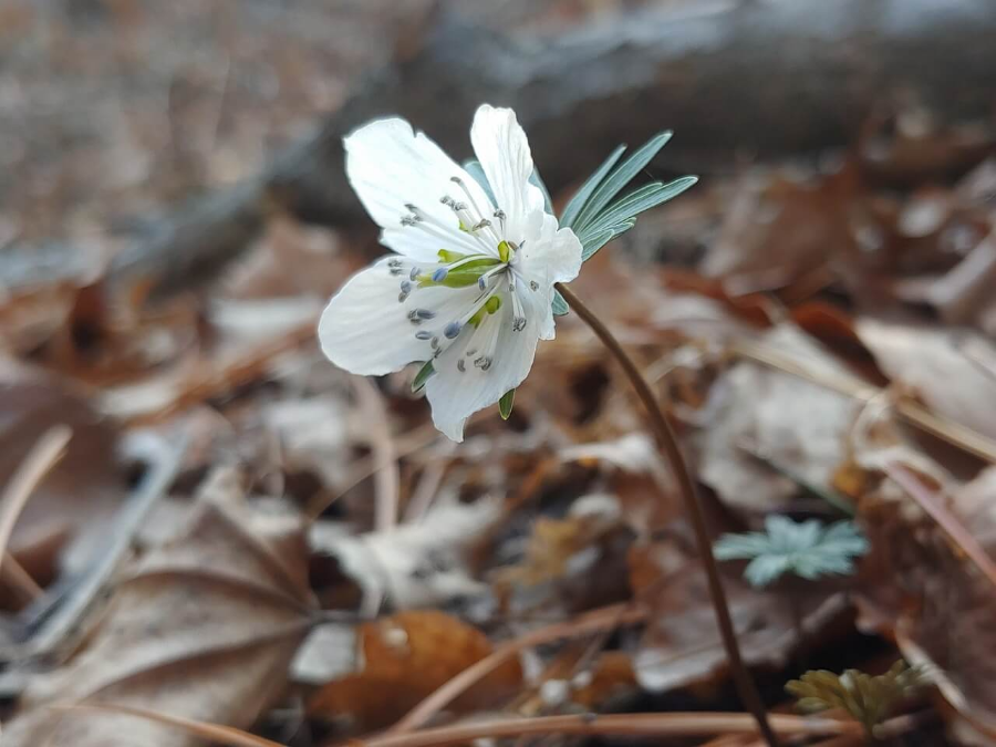 2월에 피는 꽃 변산바람꽃