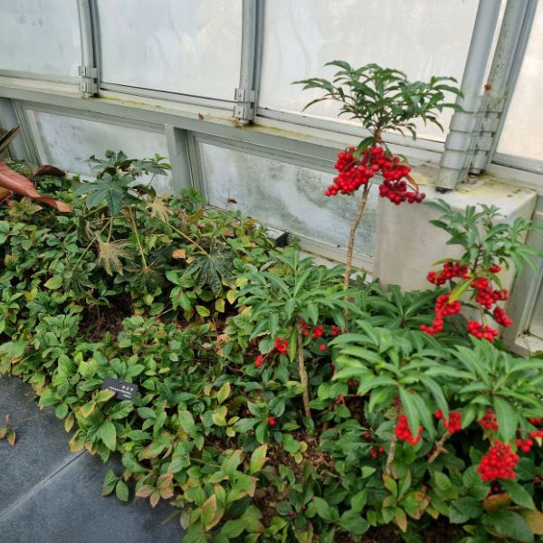 강릉솔향수목원