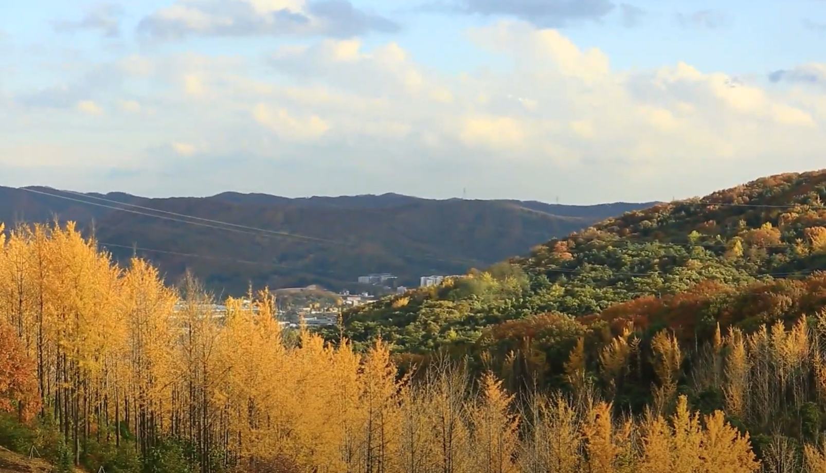 에버랜드 비밀의 은행나무 숲 예약 신청