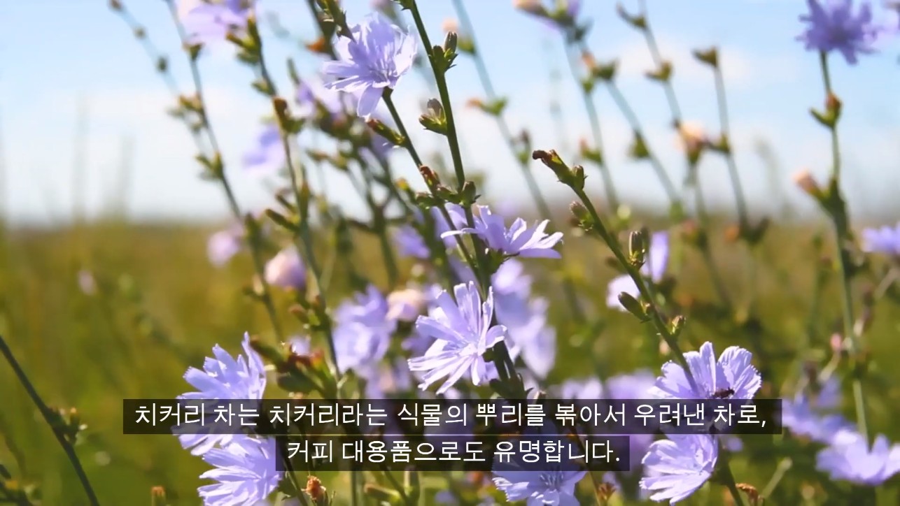 치커리 차는 치커리라는 식물의 뿌리를 볶아서 우려낸 차로, 커피 대용품으로도 유명합니다.