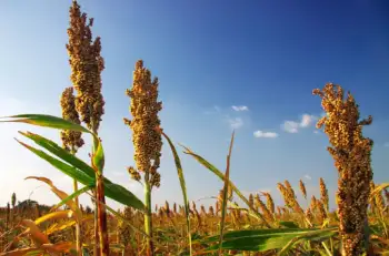 수수 가격 및 효능&amp;#44; 영양성분과 부작용