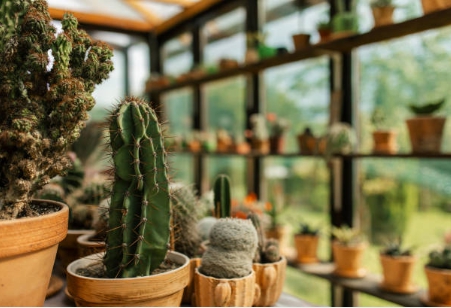 초보도 배운데로 따라만해도 잘 가꾸어진 선인장 사진