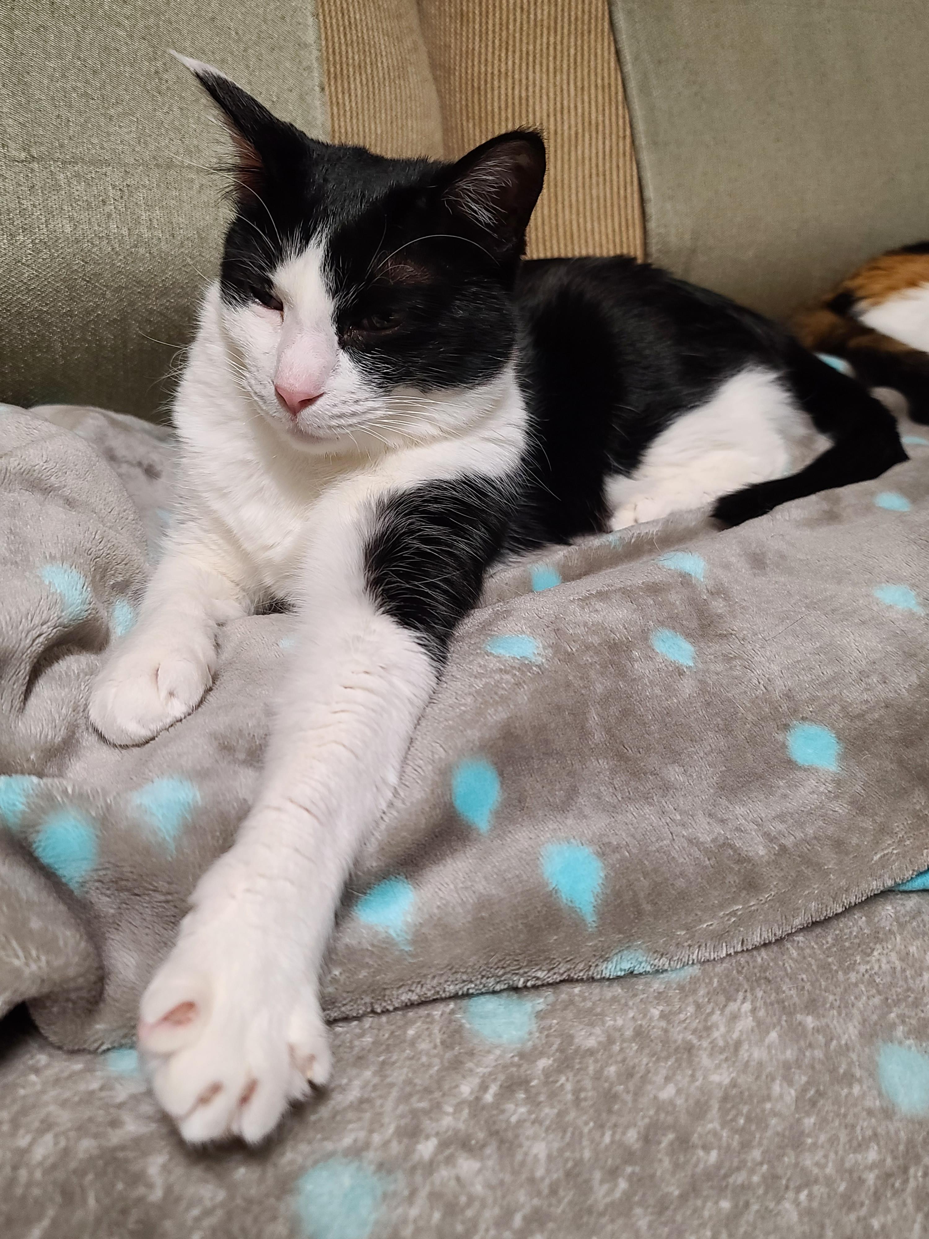 우리집 고양이들에게 전기장판은 선택이 아닌 필수! 보일러가 고장난 3일동안 아홉냥이들은...