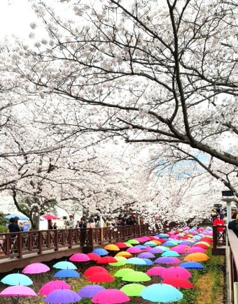 진해군항제사진