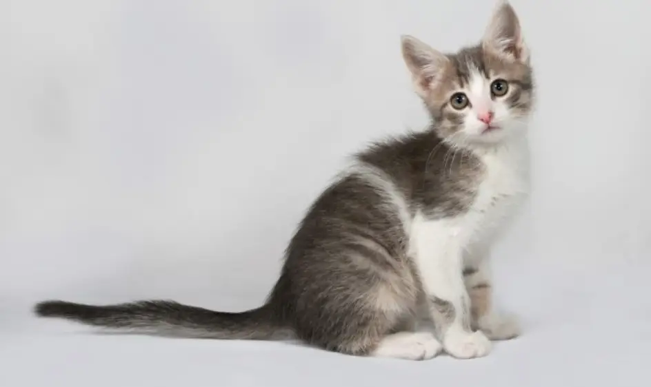 고양이 꿈해몽