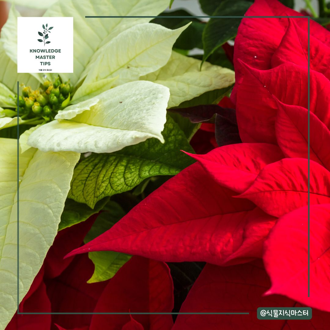 포인세티아의 꽃말