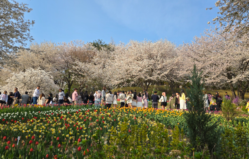 연희숲속쉼터 벚꽃