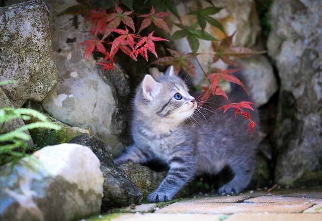 우리 아이를 위해 만드는 건강한 반려동물 수제 간식 만들기 관련 이미지