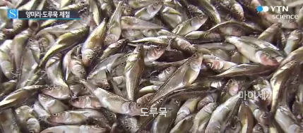 도루묵 11~12월 제철