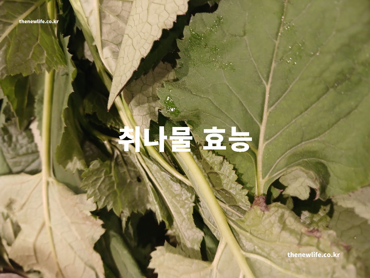 취나물 효능 대표 실사진