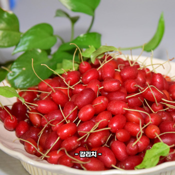 보리수 효능