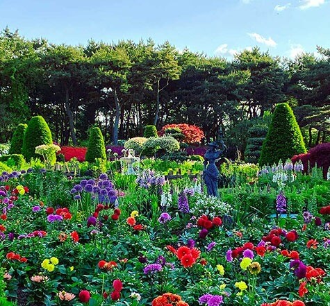 파주 벽초지 수목원 수국