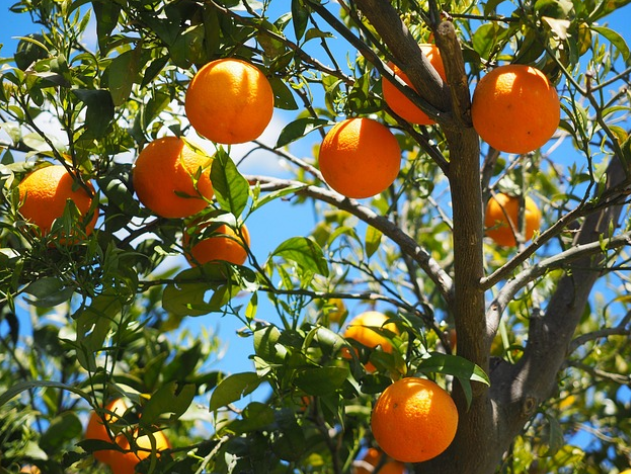 비타민C메가도스 오렌지나무사진