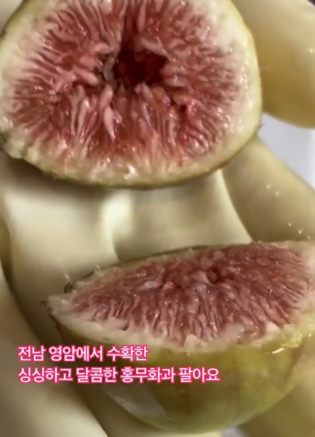 영암-재래종-무화과-천안기-주문