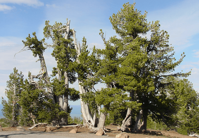 중턱-위-소나무=모습