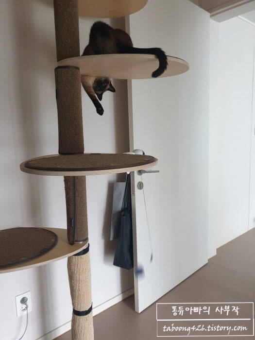 고양이 주 사용발