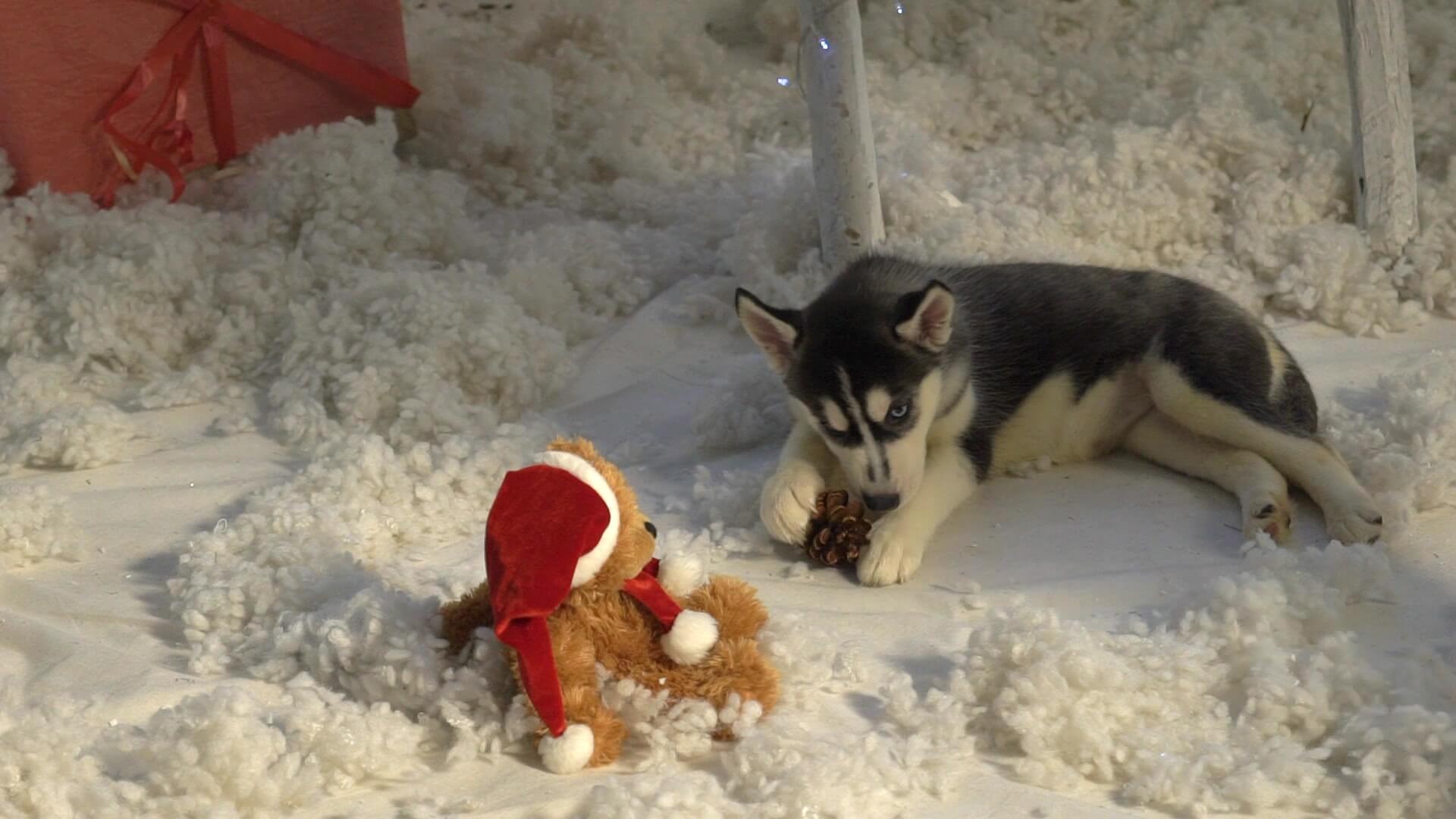 눈 위의 강아지와 인형