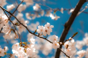 봄날의 경주 데이트&amp;#44; 벚꽃과 한옥 지붕 뷰를 품은 황리단길 고즈넉한 노키즈존 카페