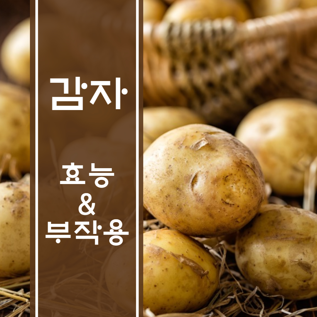 감자 효능 부작용