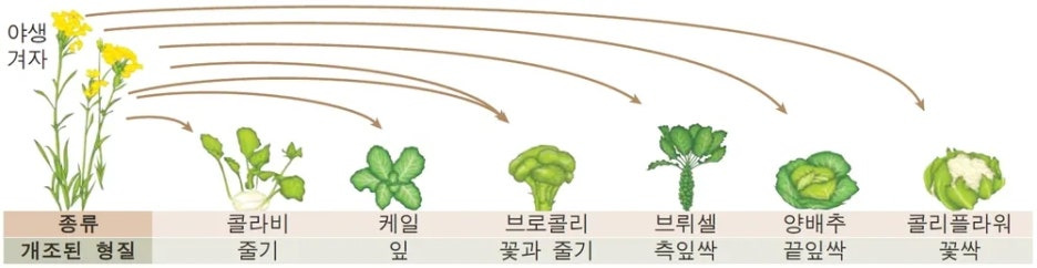 야생겨자에서 파생되는 채소들. 콜라비, 케일, 브로콜리, 브뤼셀, 양배추, 콜리플라워