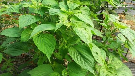 들깨-잿빛곰팡이병-병충해