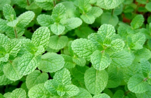 가을에 피는 꽃 종류 애플민트