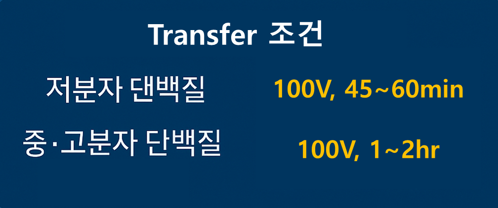 웨스턴 트랜스퍼 조건