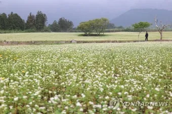 메밀 재배 파종 적기 배수 관리 비료 절감 요령_32