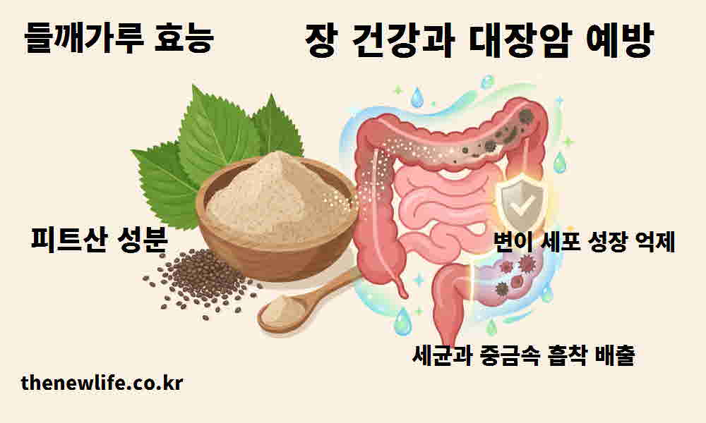 들깨가루 효능 장 건강 대장암 예방