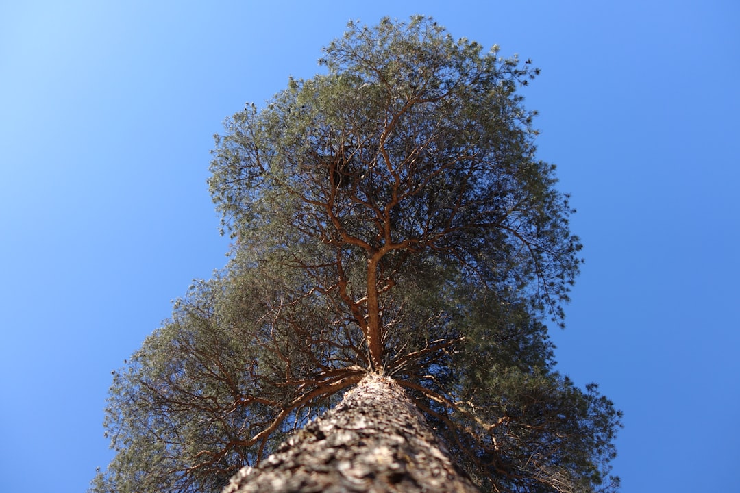 Skill Tree