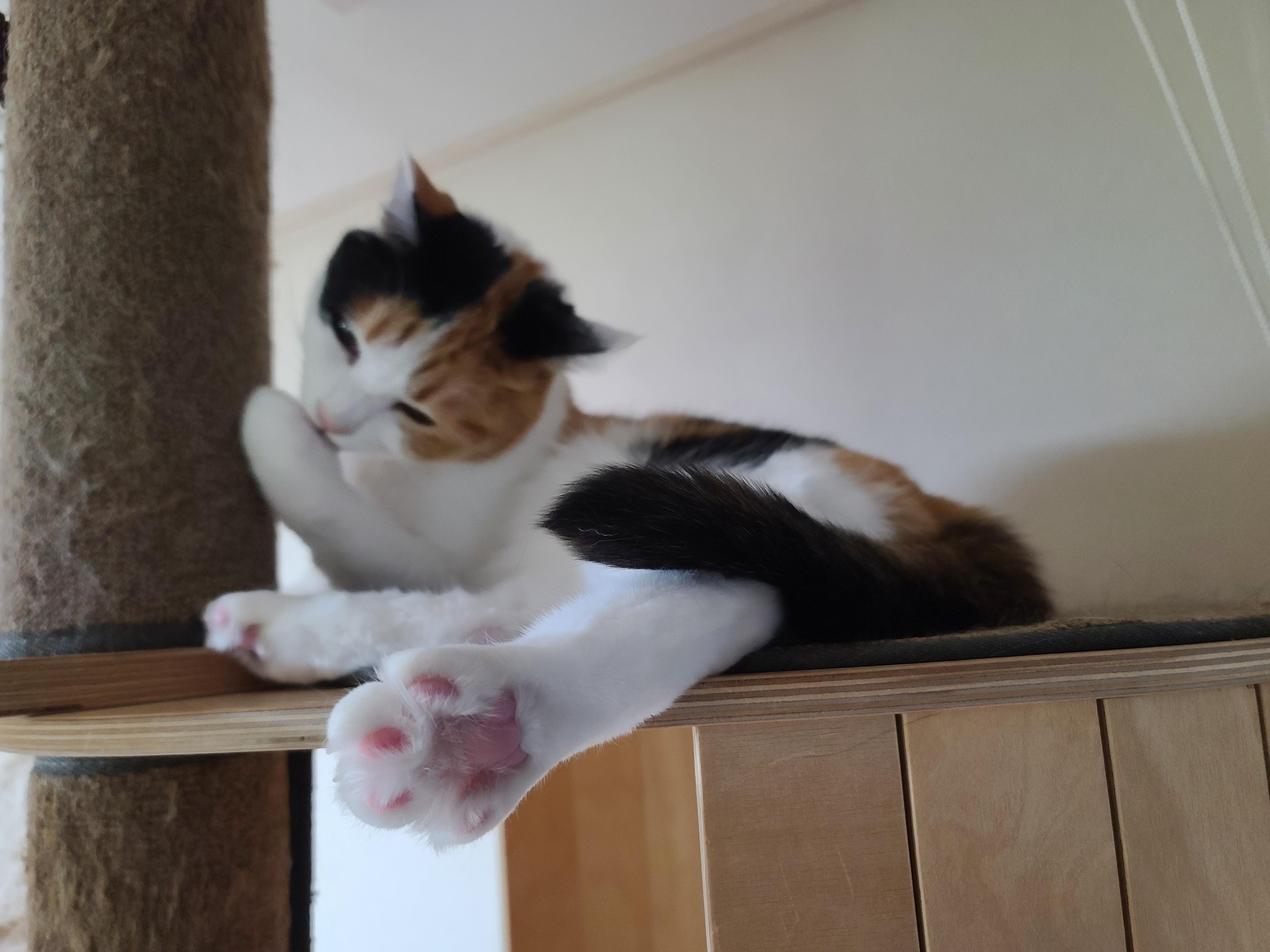 4월에도 전기장판 찜질하는 고양이. 이유는?! 너무 귀여운 잔망스러운 삼색이 고양이.