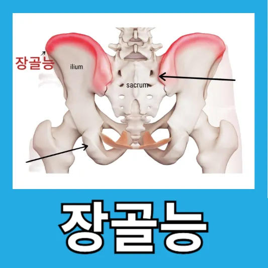 장골능 알아보기