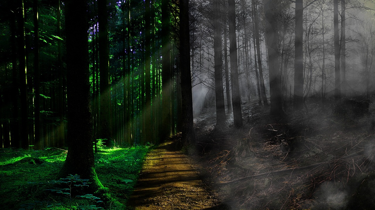 평온한 죽음의 안식처:호스피스병동