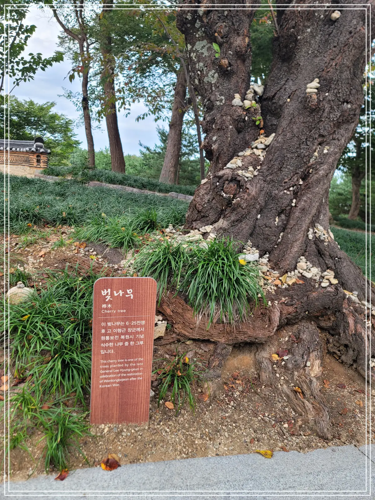 양양-낙산사-벚나무-이형근장군