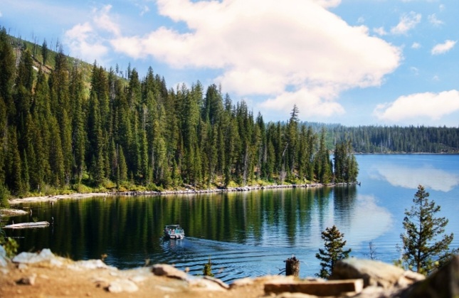 피크노제놀 프랑스 해송나무