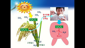 건강한 식습관과 다이어트