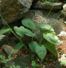 명이나물 효능 부작용 고르는법 영양성분 먹는법