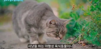 고양이 수다스러운 이유 7가지 행동 심리_15