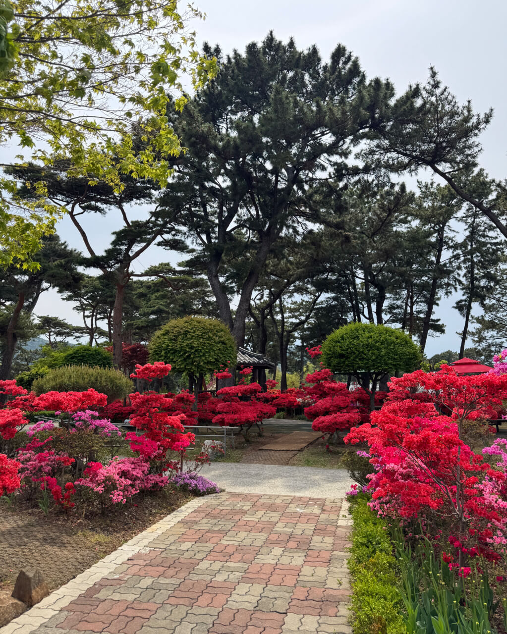 6시 내고향 충남 서산 민간정원 카페 쉼이있는정원