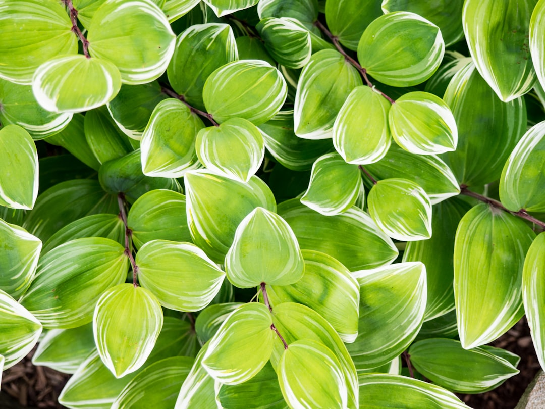 Plant